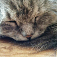 Никита Романцов