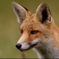 Игорь Ломанович