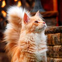 Алена Осипенко