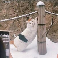 Тимофей Котов