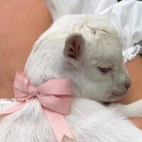 Ксения Шульмина