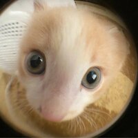 надежда комарова