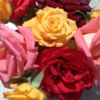 Елена Мурашева