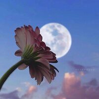 Светлана Павлова