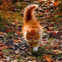 Елена Кукарека