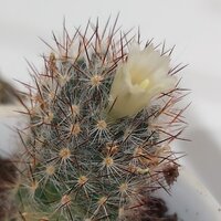 Матвей Дедушкин