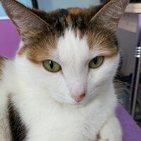 Лидия Булатова