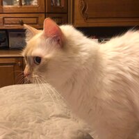 Александр Кирьянов