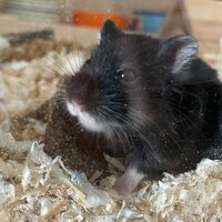 Ленивая хомуся