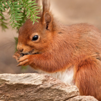 Софья Князькова