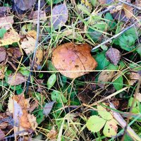 Александр Шаталов