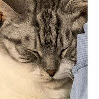 Антон Савельев