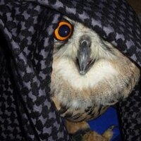 Птичка на проводе