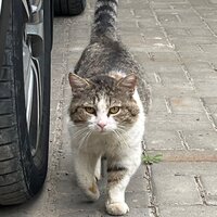 Вячеслав Мельников