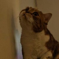 Анна Корнеева