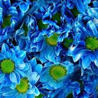 Елизавета Г.