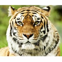 Александр К.