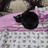 Владимир Смоленцев