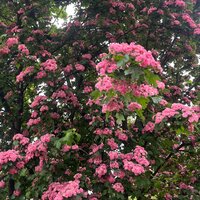 Анастасия В.