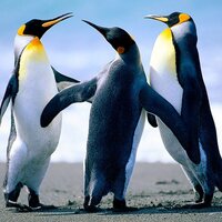 Сергей Неганов