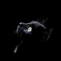 Диана Пермякова