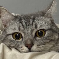 Илья Салман