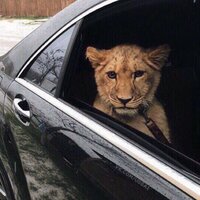 Денис Романов