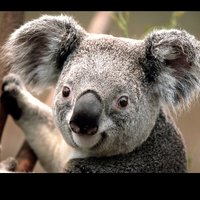 Анжелика Я.