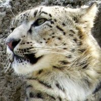 Екатерина Васина