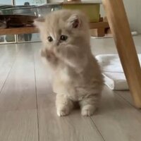 Диана Куприянова