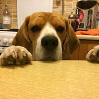 Виктория Григорьева