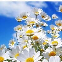 Елена Ляшук