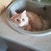 Алексей Потапов