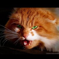 Марина Петрашина