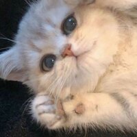 Ангелина Львова