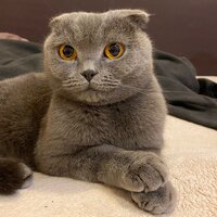 Красотка Пуффи