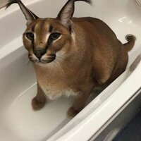 Ангелина Курманаева