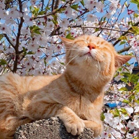 Екатерина Белая