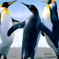 Татьяна Холодная