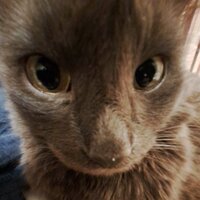 Егор кафанов