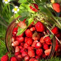 Лесная Земляника