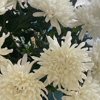 Евгения Губанова