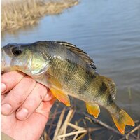 Станислав Гришин