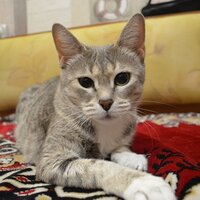 Алёнка Мацевич