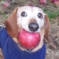 Анна Терехова