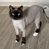 Мурашева Елена