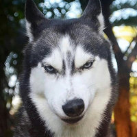 Никита Сметаненко