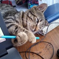 Ольга Кобесова