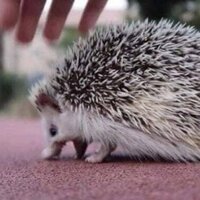 нахальный граф