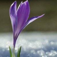 Сметанина В.